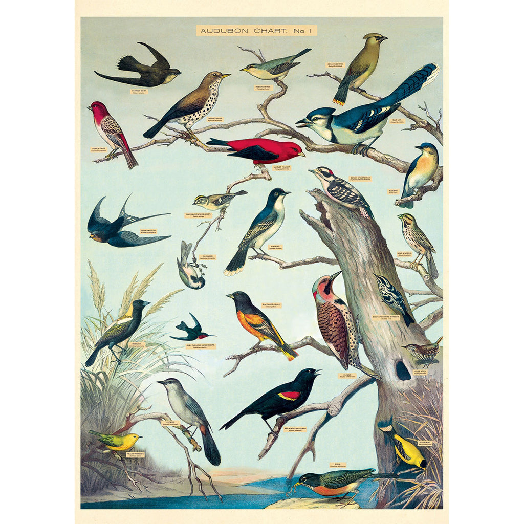 Audubon Birds Poster Wrap