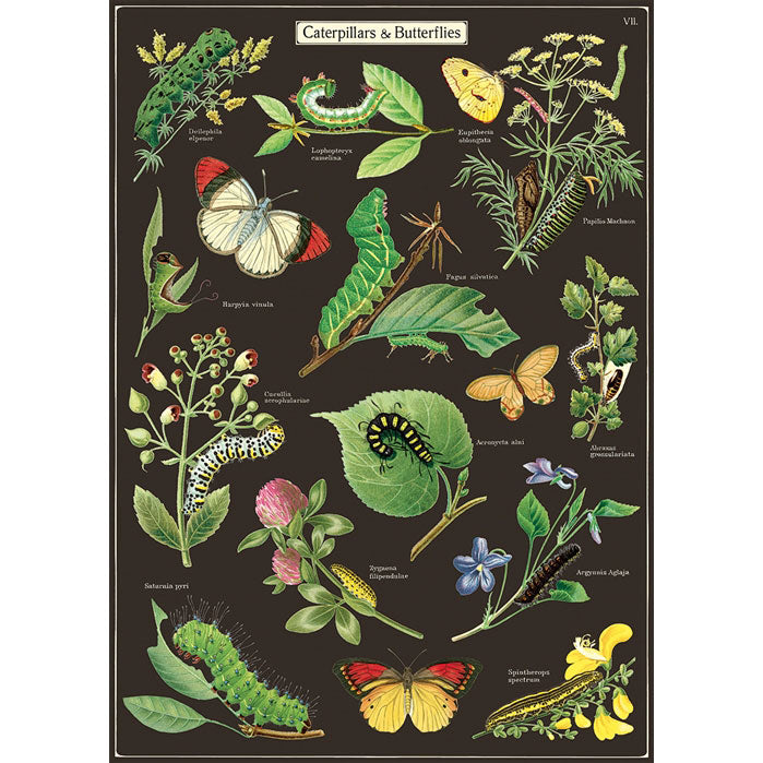 Caterpillars & Butterflies Poster Wrap