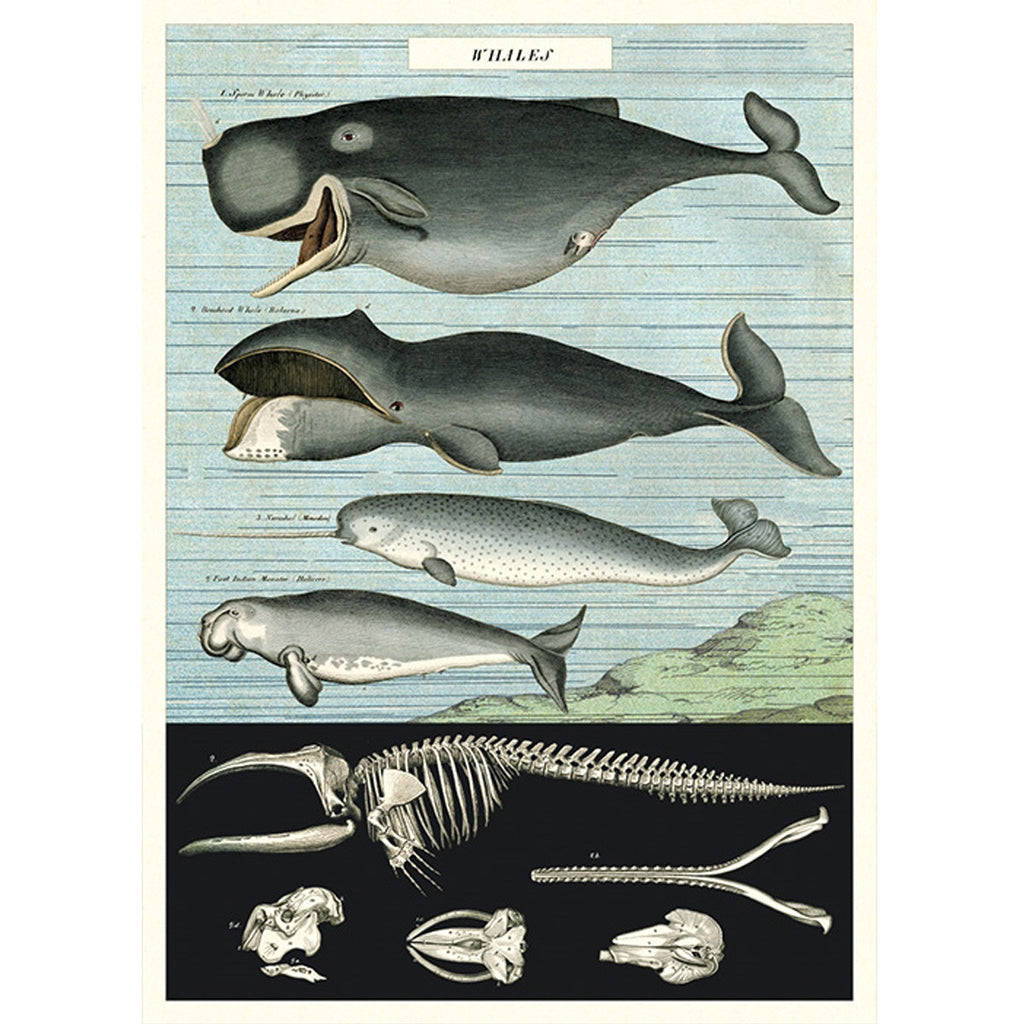 Whale Chart Poster Wrap