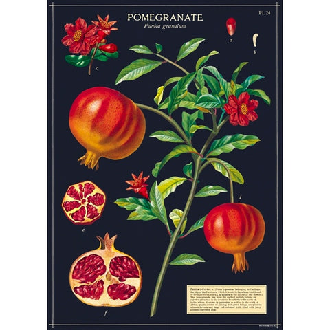 Pomegranate Poster Wrap